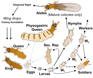 Life cycle of termite