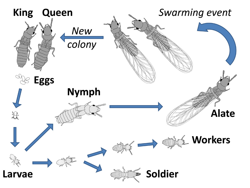 Life cycle- sub page_full diagram