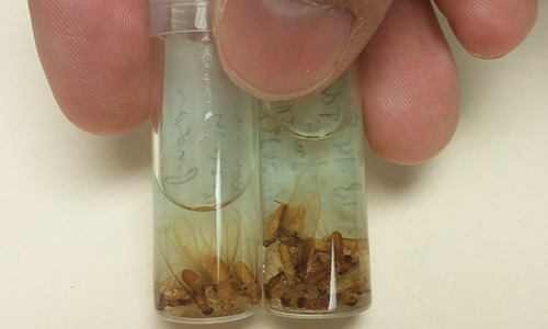 Send samples- termite samples