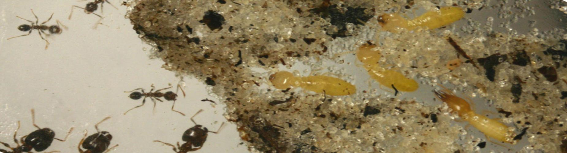 Types of termites- banner